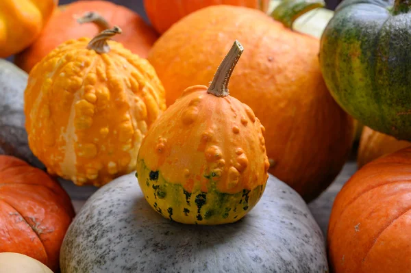 Herfst oogst kleurrijke pompoenen en pompoenen in verschillende variëteiten. — Stockfoto