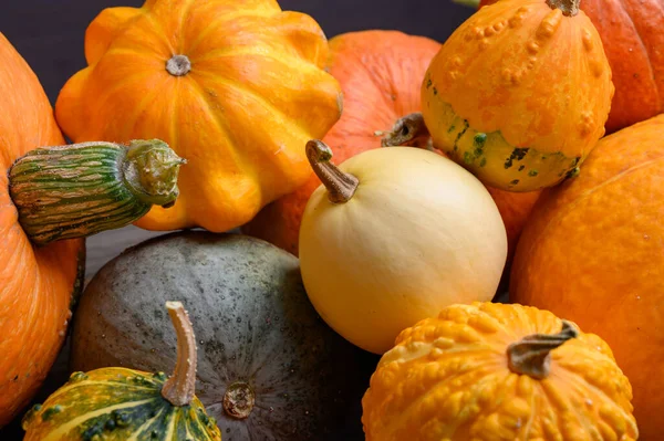 Herfst oogst kleurrijke pompoenen en pompoenen in verschillende variëteiten. — Stockfoto