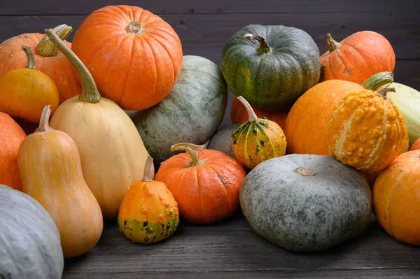 Herfst oogst kleurrijke pompoenen en pompoenen in verschillende variëteiten. — Stockfoto