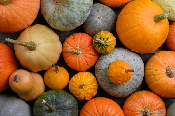 Podzimní sklizeň barevné dýně a dýně v různých odrůdách. — Stock fotografie