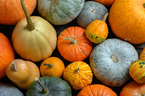 Herfst oogst kleurrijke pompoenen en pompoenen in verschillende variëteiten. — Stockfoto