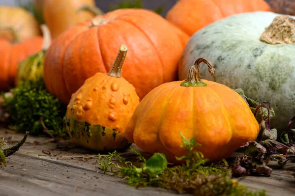 Podzimní sklizeň pestrobarevných dýní a tykví v různých variantách. Lesní dekorace. — Stock fotografie