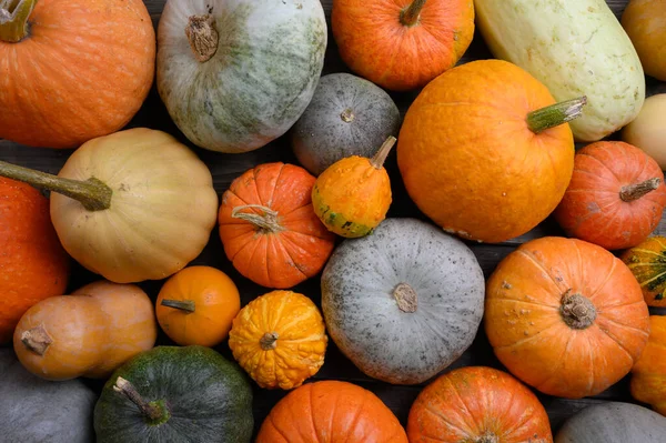 Höstskörd färgglada squash och pumpor i olika varianter. — Stockfoto