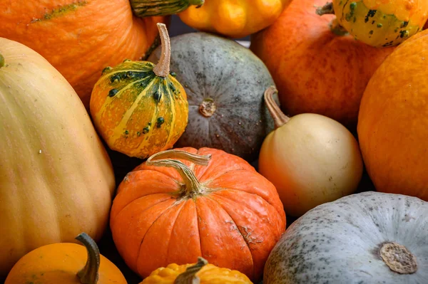 Herfst oogst kleurrijke pompoenen en pompoenen in verschillende variëteiten. — Stockfoto