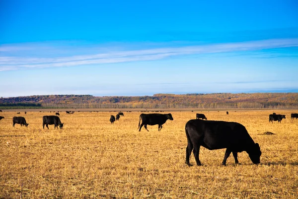 Black Angus býci na louce — Stock fotografie