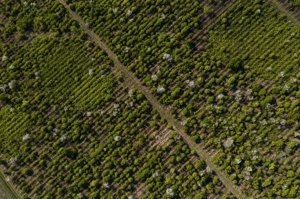 Vista dall'alto della struttura degli alberi — Foto Stock