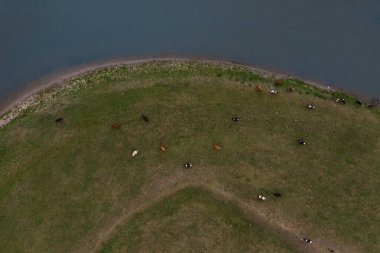 Nehir kıyısında otlayan inekler