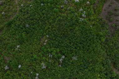 Ağaç dokusunun üst görünümü