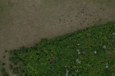 Ağaç dokusunun, toprağın ve ineklerin üst görünümü