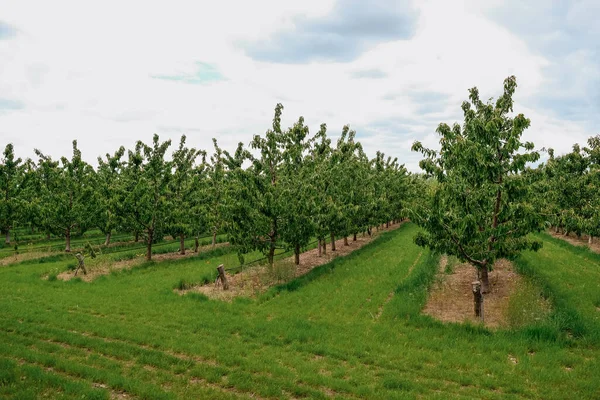 Plantación de cerezos con cielo en el fondo —  Fotos de Stock