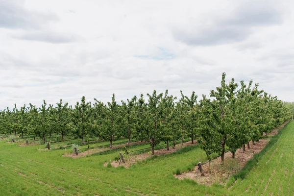 Plantación de cerezos con cielo en el fondo —  Fotos de Stock