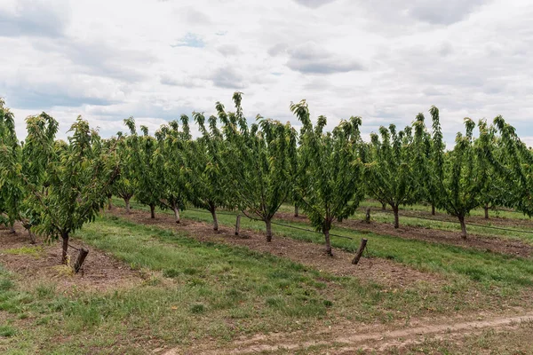 Aanplanting van kersenbomen met lucht op de achtergrond — Stockfoto