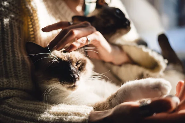 여자 손에 들고 있는 고양이 가루 — 스톡 사진