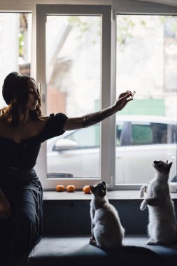 Siyam kedileriyle oynayan güzel kadın