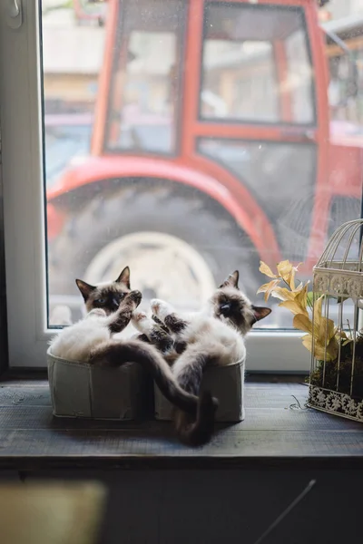 Симпатичные сиамские кошки лежат в коробках возле окна — стоковое фото
