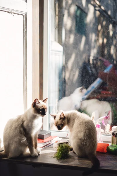 창문 옆에 앉아 있는 샴 고양이 두 마리 — 스톡 사진