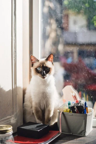 창문 옆에 앉아 있는 귀여운 시암 고양이 — 스톡 사진