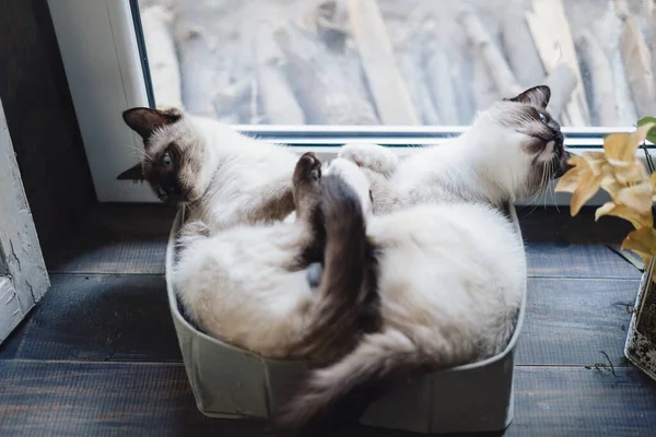 창문 근처 상자에 누워 있는 귀여운 시암 고양이 — 스톡 사진