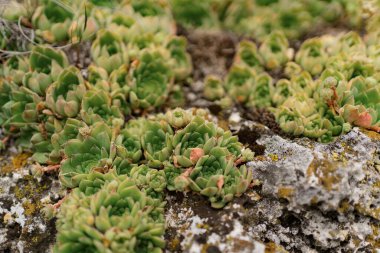 Gri kaya arka planında sulu bitkiler