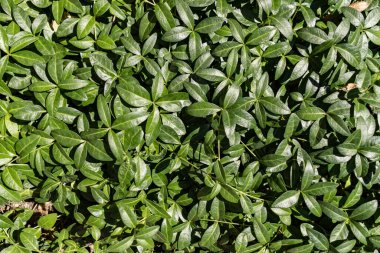 Yeşil yaprak dokusu