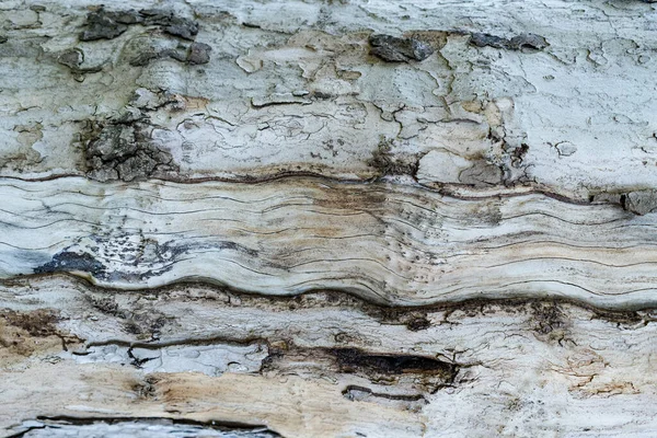 Árvore casca textura fundo. — Fotografia de Stock