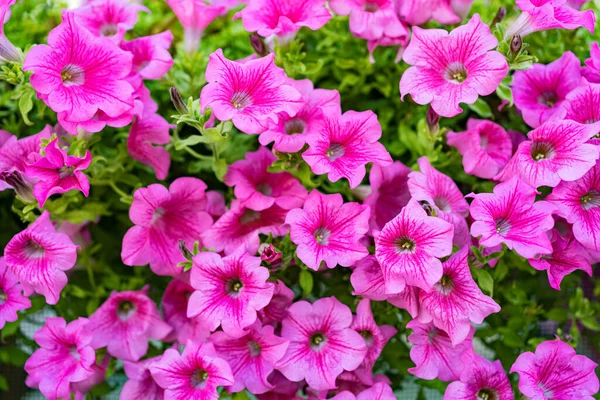 Рожевими квітами фону — стокове фото