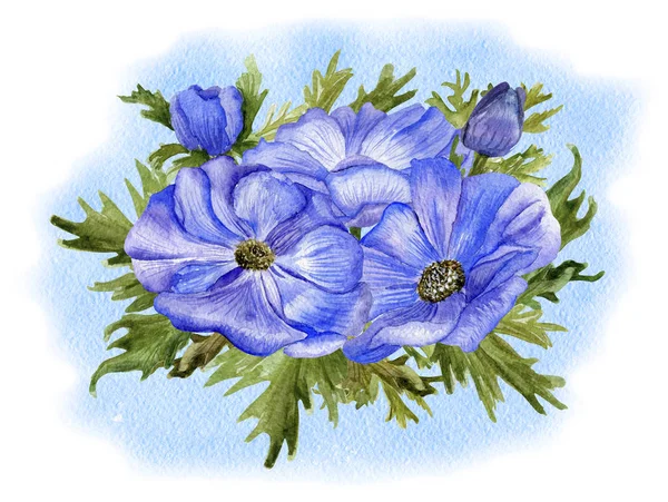 Bloeiende anemonen op blauw — Stockfoto