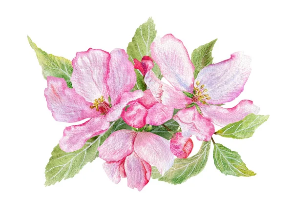Kwitnący apple biały — Zdjęcie stockowe
