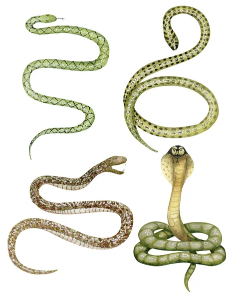 Flow chart snake Stock Photos, Royalty Free Flow chart snake Images ...