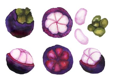 Elle çizilmiş mangosteen seti