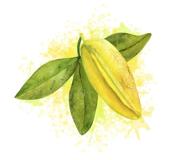 Sammansättning med akvarell Carambola (starfruit) — Stockfoto