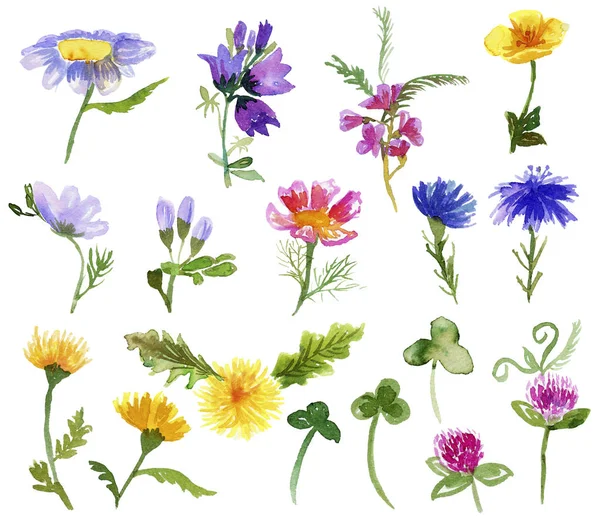 Set von Aquarell-Wildblumen isoliert auf weiß — Stockfoto