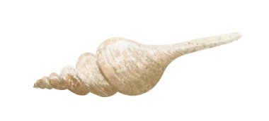 El seashell suluboya çizimi beyaz zemin üzerine çekilmiş.