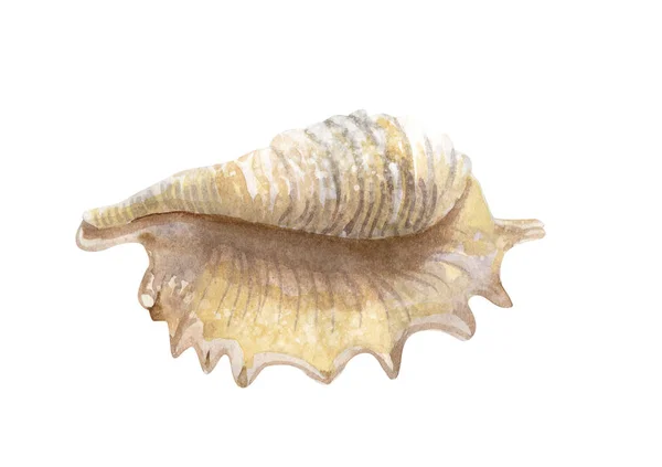 Belle coquille de mer aquarelle sur fond blanc — Photo