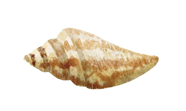 Hand dras akvarell sea shell på vit bakgrund — Stockfoto