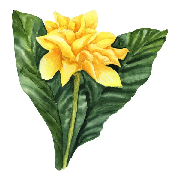 Aquarel Bright Blossom saffraan Calathea geïsoleerd op wit — Stockfoto