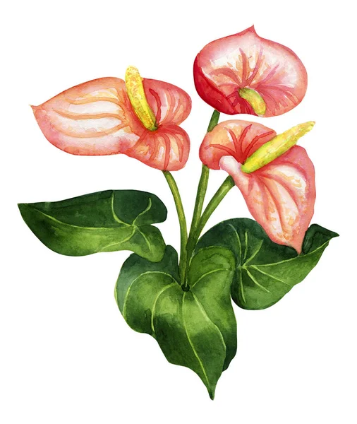 Watercolor bright blossom anthurium isolated on white — Stock Photo, Image