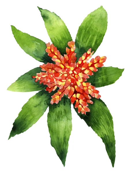 Aquarel Bright Blossom Aechmea geïsoleerd op wit — Stockfoto