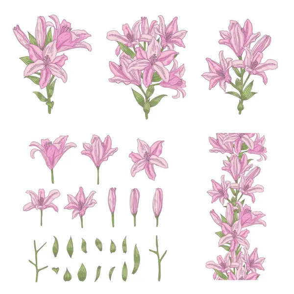 Conjunto vectorial de flores de lirio rosa claro aisladas en blanco — Archivo Imágenes Vectoriales