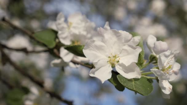 Kvetoucí crabapple. Větve z ovocných stromů na jaře. Bílé květy closeup — Stock video