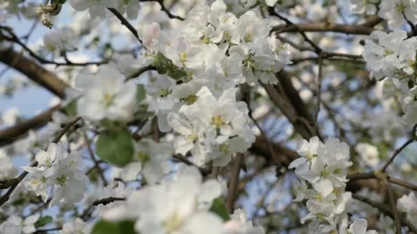 फूलदार क्रैबैपल। वसंत ऋतु में फलों के पेड़ की शाखाएं सफेद फूल बंद — स्टॉक वीडियो