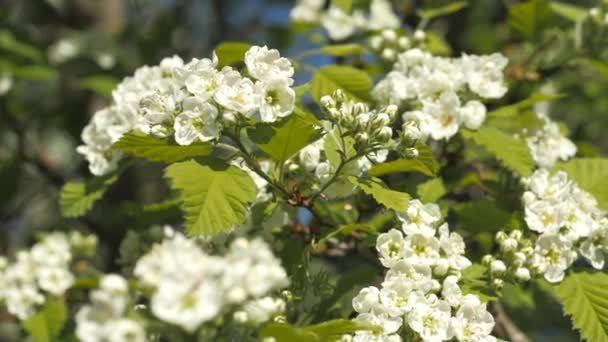 Blommande trädgård. Grenar av fruktträd under våren. Vita blommor närbild. Blomställningar av hagtorn. — Stockvideo