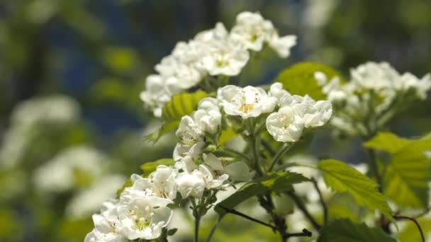 Jardim florescente. Ramos de árvore de fruto na primavera. Flores brancas close-up. Inflorescências de espinheiro . — Vídeo de Stock