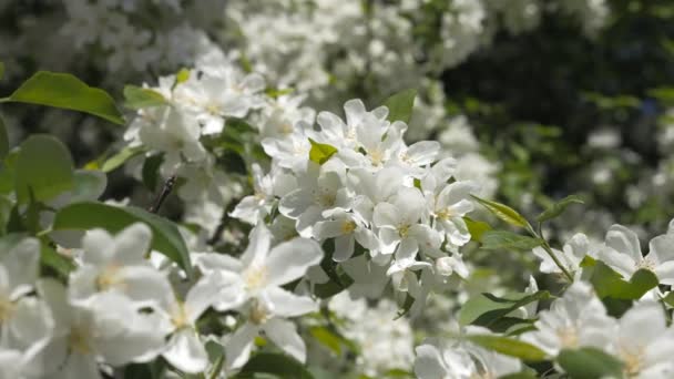 Jardín floreciente. Ramas de árboles frutales en primavera. Flores blancas de cerca. El color de la cereza . — Vídeos de Stock