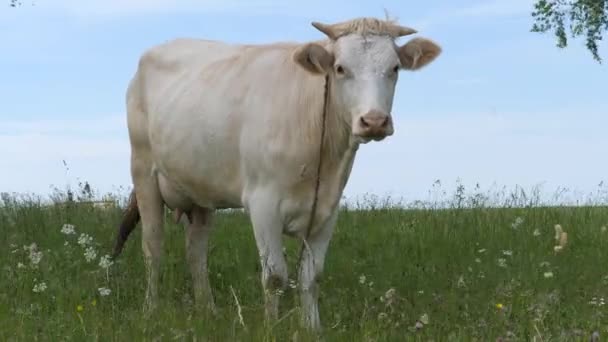 Vaca branca num prado. a vaca do dinheiro está em um campo verde e acena sua cauda. Flores silvestres balançando nas rajadas de vento. Plano global . — Vídeo de Stock