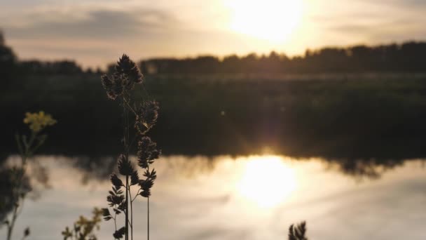 Sunset - solnedgång i himlen och dess återspegling i vattnig ytan av floden. Sommarkväll. Blomställning av gräs i förgrunden. — Stockvideo