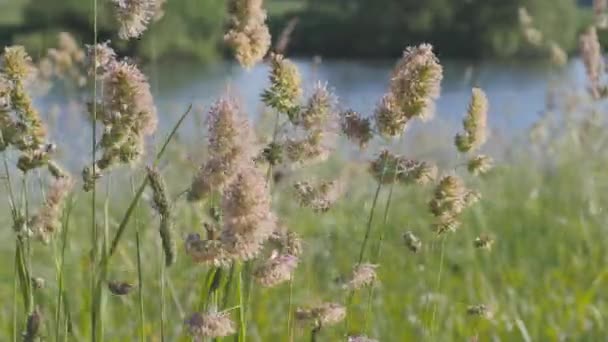 夏の風景。芽が水の青空の中で緑の草揺れです。. — ストック動画