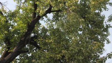 Eski ıhlamur ağacı çiçeği. rüzgarda sallanan eski ıhlamur çiçek