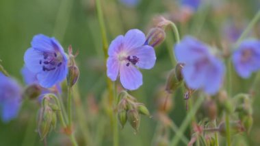 Alan-mavi vahşi Sardunya. Yaz aylarında yeşil alan.