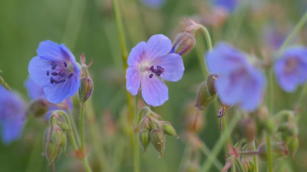 El geranio salvaje azul campo. Campo verde en verano . — Vídeos de Stock